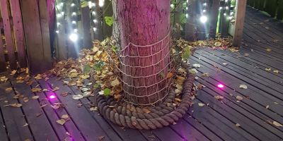 Illuminated tree.jpg