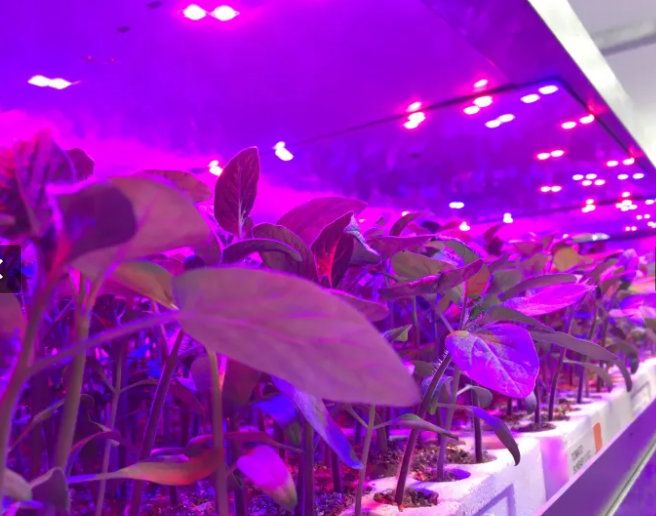 growlighting2