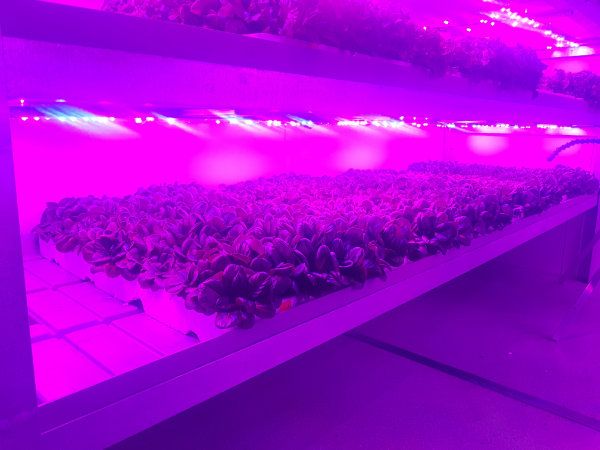 growlighting3